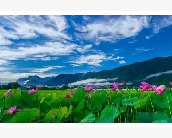 喝冷水对脾胃的影响：是伤还是养？